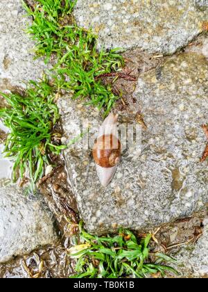 A snail after the rain on the road Stock Photo