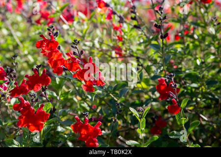 Beautiful red flower of Snapdragon, Bunny rabbits or Antirrhinum Majus in the flower garden on sunny spring day Stock Photo