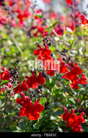 Beautiful red flower of Snapdragon, Bunny rabbits or Antirrhinum Majus in the flower garden on sunny spring day Stock Photo