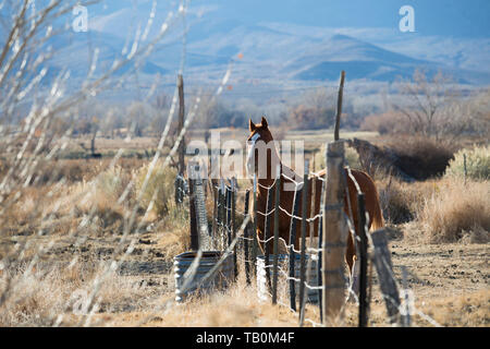 Backlit brown horse with white forehead stands near barbed wire fence on ranch with afternoon sun shining.  Tree in foreground. Stock Photo