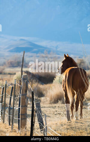 Brown horse stands with tail to camera near barbed wire fence on ranch with afternoon sun shining. Stock Photo