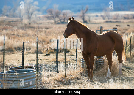 Brown horse stands near barbed wire fence and aluminum water trough on ranch with afternoon sun shining.  Tree in foreground. Stock Photo