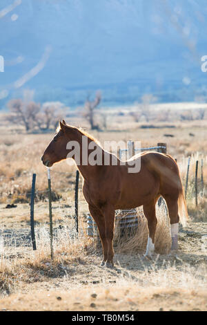 Brown horse stands near barbed wire fence on ranch with afternoon sun shining/ Stock Photo