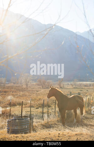 Brown horse stands near barbed wire fence on ranch with afternoon sun shining, glowing through tree in foreground. Stock Photo