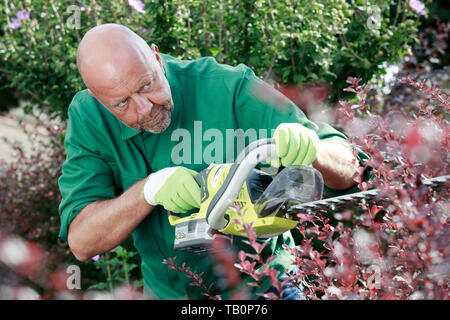 mature gardener is trimming branches in the garden Stock Photo