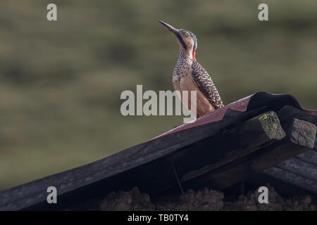 An Andean flicker (Colaptes rupicola) sitting on a roof of a building in the village of Chillca. One of few woodpecker species that are ground active. Stock Photo