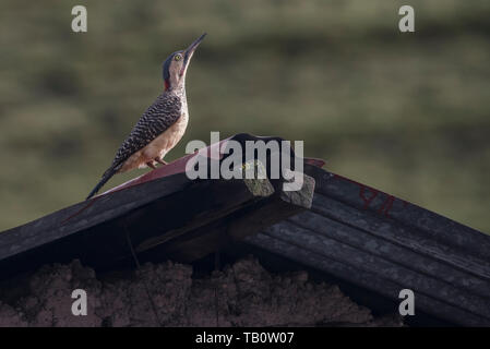 An Andean flicker (Colaptes rupicola) sitting on a roof of a building in the village of Chillca. One of few woodpecker species that are ground active. Stock Photo