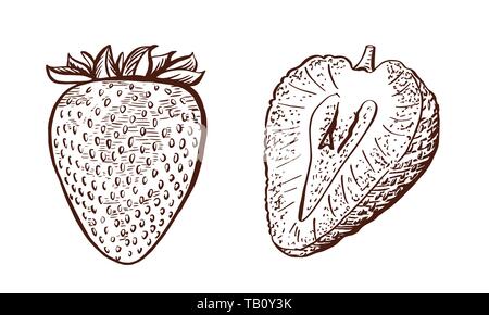 Whole and half of strawberry. Hand drawn strawberries. Vintage engraving illustration for logotype, poster, web. Stock Vector