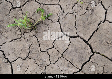 Drought parched dry cracked soil earth climate change.