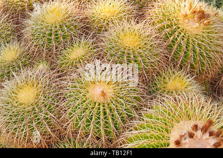 Echinacactus grusonii, succulent plants with yellow thorns texture background Stock Photo