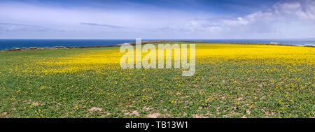 A panoramic view of Wild Mustard Sinapis arvensis in a large field on Western Pentire in Newquay in Cornwall. Stock Photo