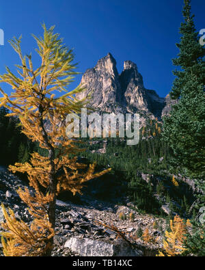 USA, Washington, Okanogan-Wenatchee National Forest, Alpine larch display fall color beneath Early Winter Spires; near Washington Pass. Stock Photo
