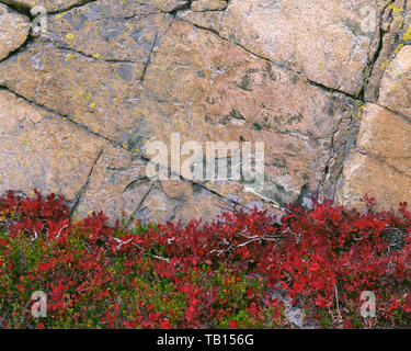 USA, Washington, Okanogan-Wenatchee National Forest, Fall-colored huckleberry and granodiorite rock near Maple Pass; Liberty Bell Roadless area. Stock Photo