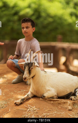 boy strokes a white goat in a zoo Stock Photo