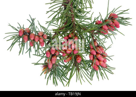 Red spring blooming cones  buds of pine tree on branches with needles . ISOLATED ON WHITE STUDIO MACRO Stock Photo