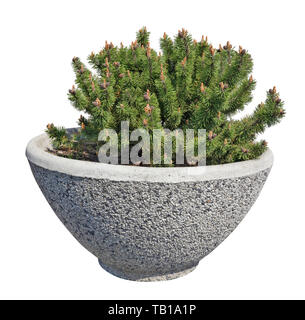 Bonsai  style pine tree grow in a ceramic pot on city street.  Isolated on white street object Stock Photo