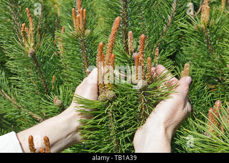 An elderly woman  gently hold in hand  a first spring pine tree cones and needles. Sunny April day outdoor shot Stock Photo