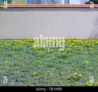 Red plastered  high brick  wall on a hill with flowering dandelions. Panoramic collage from several outdoor spring photos Stock Photo