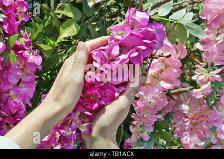 An elderly woman  gently hold in hand  a plastic spring  pink  acacia  tree flowers.  Sunny day outdoor  closeup Stock Photo