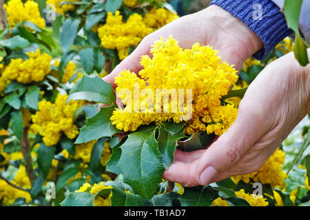 An elderly woman  gently hold in hand  a first spring yellow Holly plant flowers. Sunny April day outdoor shot Stock Photo