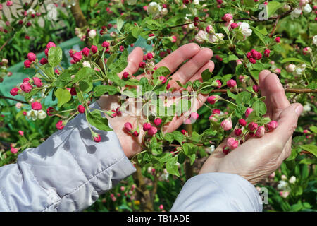 An elderly woman  gently hold in hand  a first spring  pink  flowers of apple  tree.  Sunny day outdoor  closeup Stock Photo