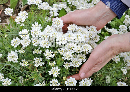 An elderly woman  gently hold in hand  a first spring  white flowers  on flowerbed.  Sunny May day outdoor  closeup Stock Photo