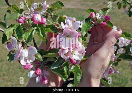 An elderly woman  gently hold in hand  a first spring  pink  flowers of apple  tree.  Sunny day outdoor  closeup Stock Photo