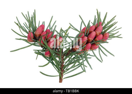 Red April  blooming cones  of pine tree on branches with sharp needles . Isolated on white macro shot Stock Photo