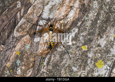 Kammschnake, Kamm-Schnake, Männchen mit kammartigen Fühlern, Ctenophora elegans, crane fly, male, crane-fly, male, Schnaken, Tipulidae, crane flies, c Stock Photo