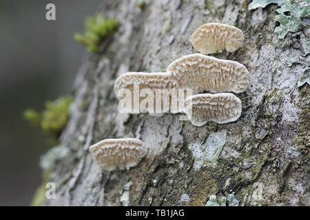 Irpex lacteus, known as the Milk-white Toothed Polypore, studied for biofuel production Stock Photo