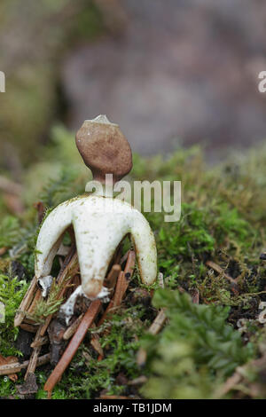 Geastrum quadrifidum, commonly known as the rayed earthstar or four-footed earthstar Stock Photo