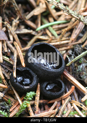 Porno oyin onam Katta eshakli yalangoch xonimlar