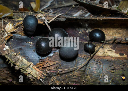 Black round mushrooms growing on a dead tree trunk inside a Malaysian tropical rainforest Stock Photo