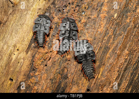 Trilobite beetles sunning themselves on a dead tree trunk inside a rainforest in Malaysia Stock Photo