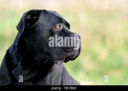 Black cane corso dog and his guard look to the meadow Stock Photo