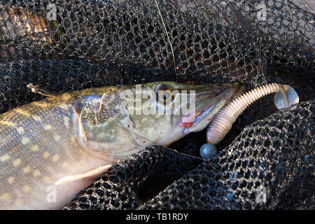 Freshwater Northern pike fish know as Esox Lucius lying on black fishing net. Fishing concept, good catch - big freshwater pike with jig bait in mouth Stock Photo