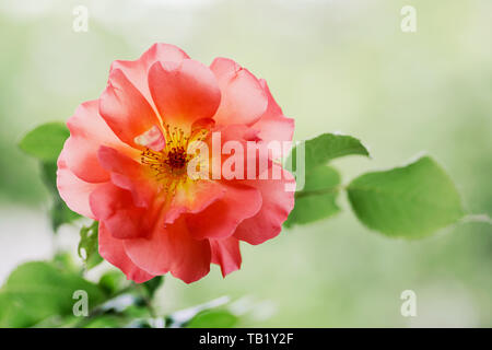 One big softness orange rose in pale colors close up on the green blurred background. Orange Roses blossom in the garden. Care of garden shrub roses.  Stock Photo