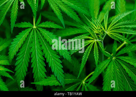 Cannabis Plants Growing. Mature Marijuana Plant with Bud and Leaves. Texture of Marijuana Plants . background natural. Stock Photo