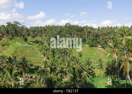 Tegallalang Rice terrace farming in Ubud Bali Indonesia Stock Photo