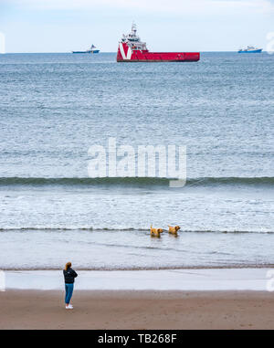 Aberdeen, Scotland, United Kingdom, 29th May 2019. UK Weather: People exercise two Golden Labradors on the beach near Footdee Stock Photo