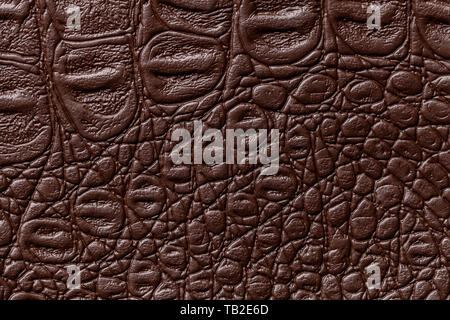 Brown leather texture background, closeup. Dark umber reptile skin, macro. Nature structure of textile. Luxury crocodile decorative backdrop. Stock Photo