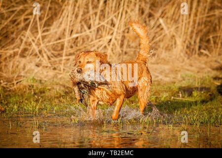 retrieving Golden Retriever Stock Photo