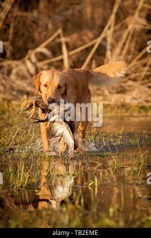 retrieving Golden Retriever Stock Photo