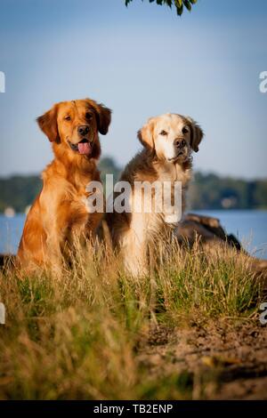 2 Golden Retriever Stock Photo