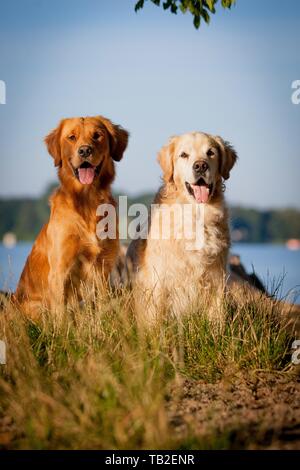 2 Golden Retriever Stock Photo