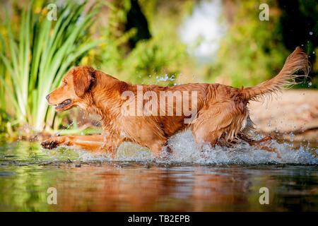 walking Golden Retriever Stock Photo