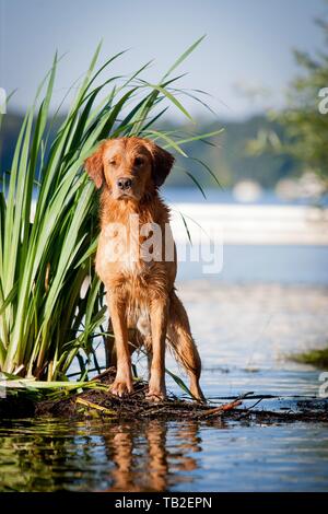 standing Golden Retriever Stock Photo