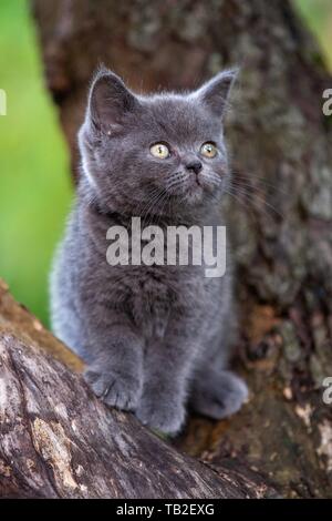 British shorthair kitten on the tree Stock Photo