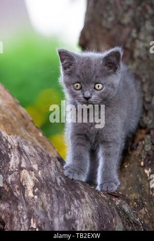 British shorthair kitten on the tree Stock Photo