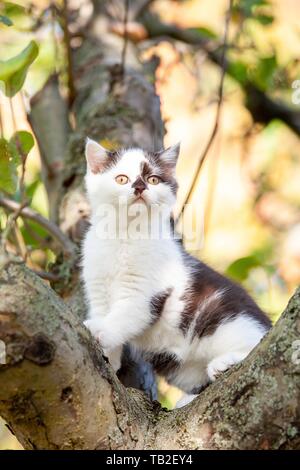 British shorthair kitten on the tree Stock Photo